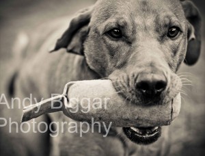 Andy Biggar Photography.