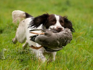 Gundog Training Day.
