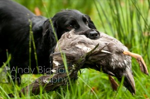 Gundog Training Day