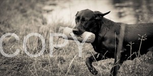 Andy Biggar Photography.