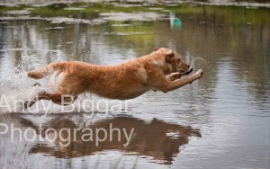 Andy Biggar Photography.