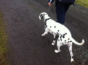 Lead control with Hugo the Dalmatian