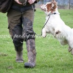 Gundog Training with Isla the Cumber Spaniel Gundog Training with Isla the Cumber Spaniel