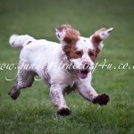 Gundog Training with Isla the Cumber Spaniel Gundog Training with Isla the Cumber Spaniel