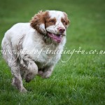 Gundog Training with Isla the Cumber Spaniel Gundog Training with Isla the Cumber Spaniel