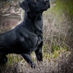 Andy Biggar Photography Andy Biggar Photography