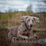 Andy Biggar Photography Andy Biggar Photography