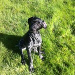 Bumble the German Shorthaired Pointer Bumble the German Shorthaired Pointer