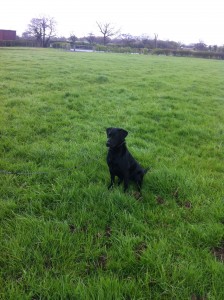 Indi the working Labrador