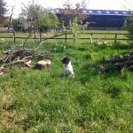 Lizzy the working Springer Spaniel Lizzy the working Springer Spaniel