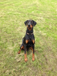 Doberman sales puppy training