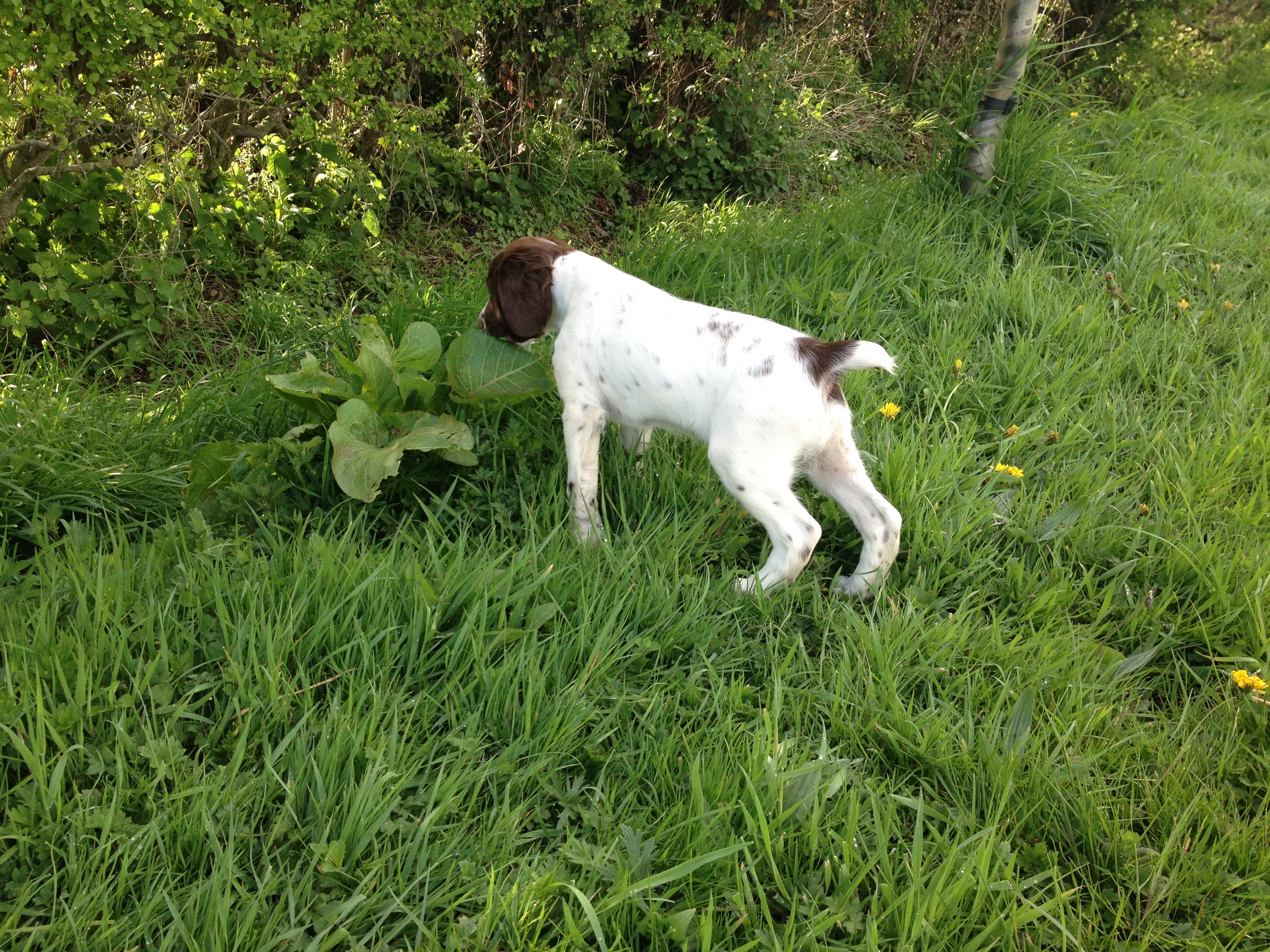 Category » Puppy Socialisation Training Classes Preston Lancashire ...