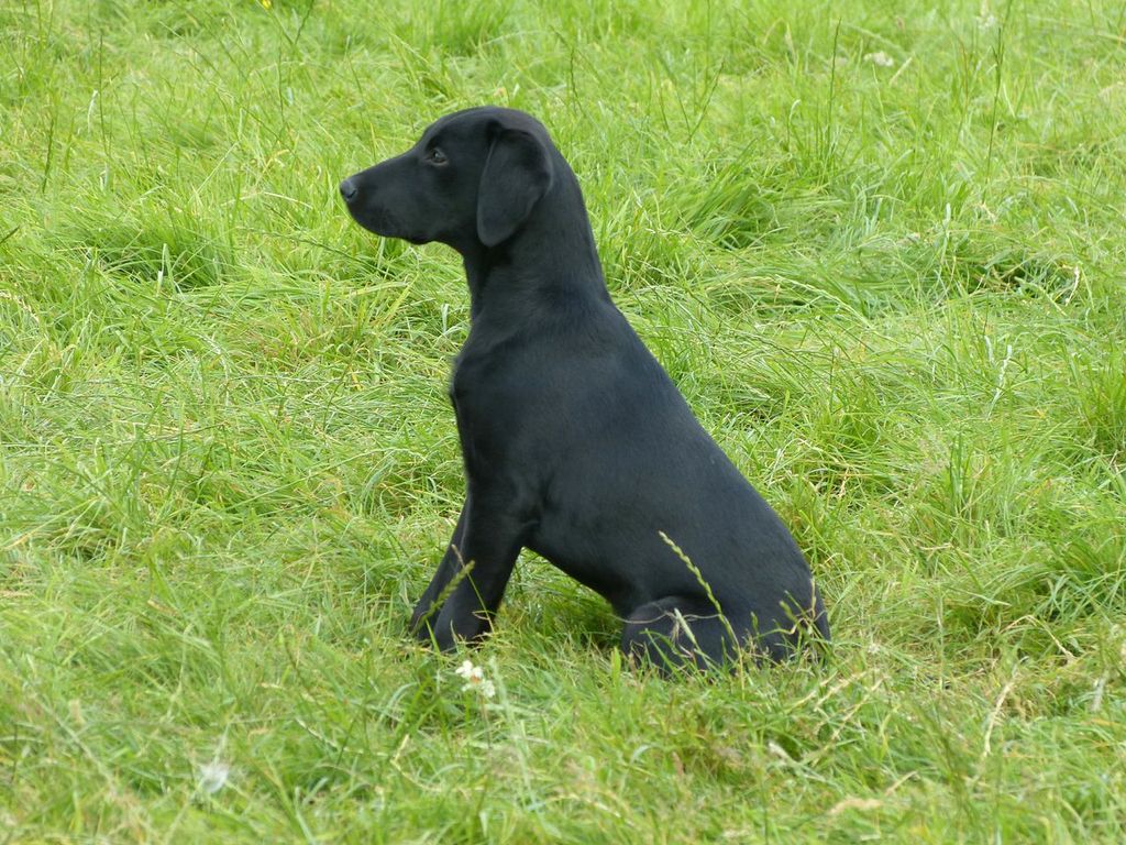 Labrador Gundog Training Gallery - BlogBlog