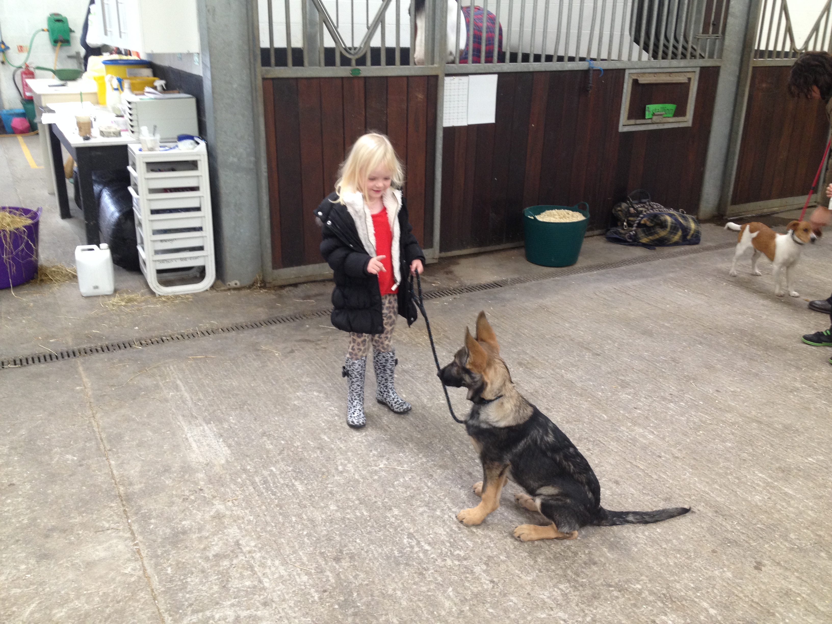 German shepherd training store classes