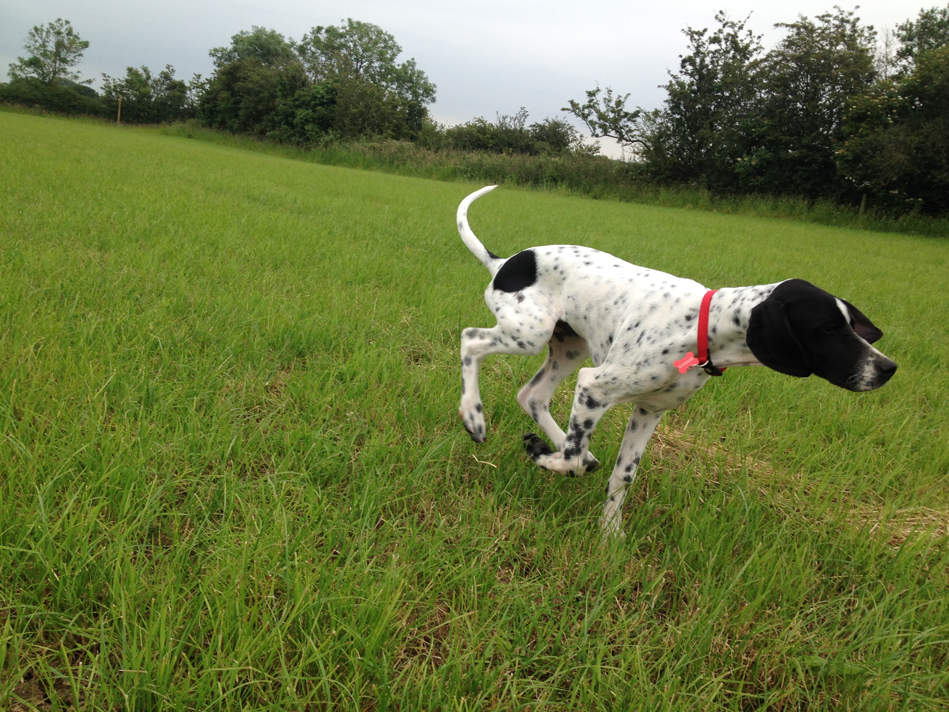 Pointer store puppy training