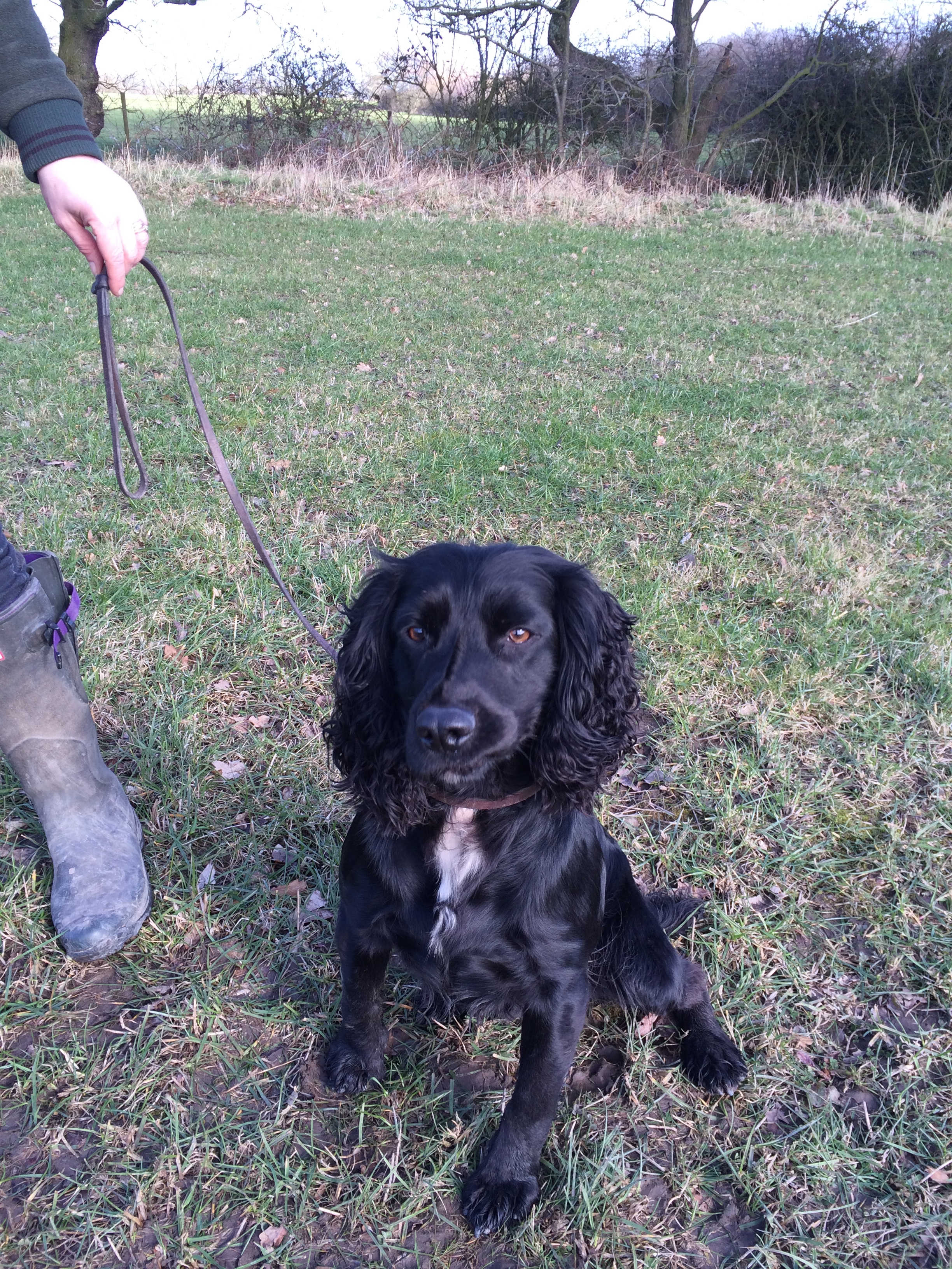 Cocker spaniel sales 4 months old