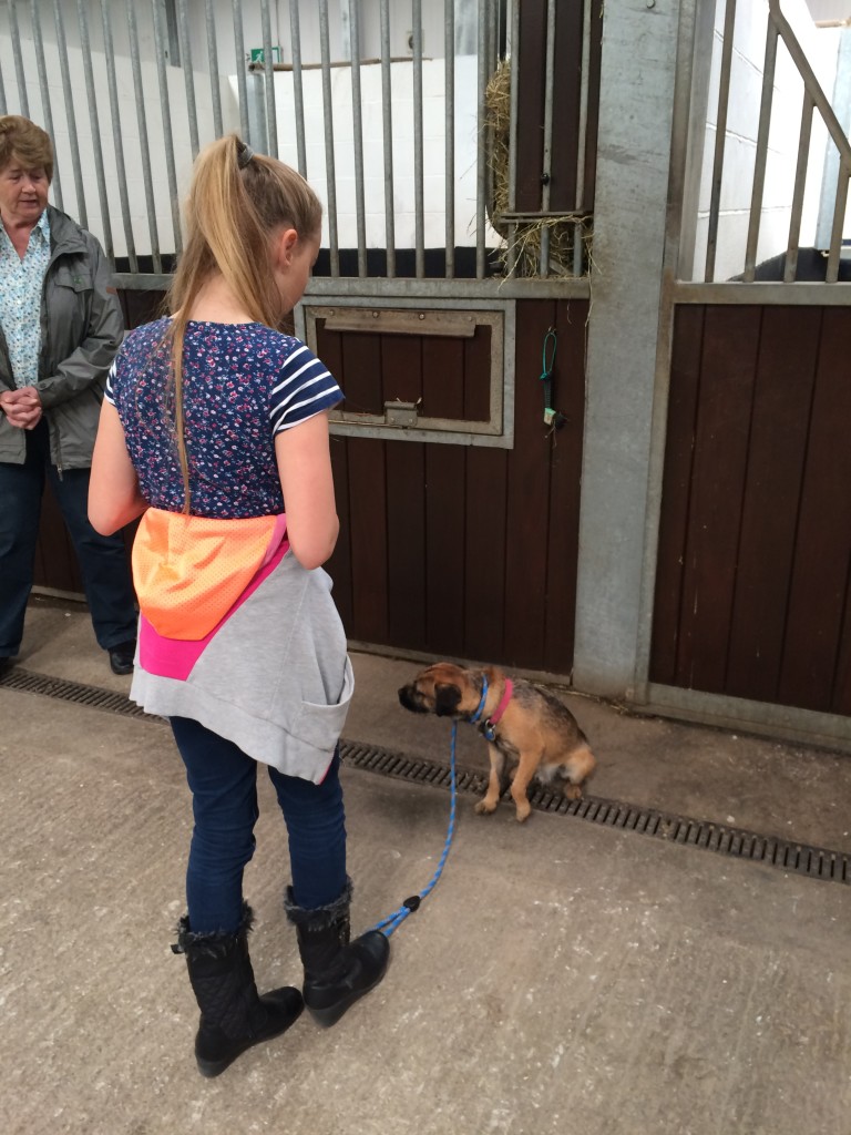 Dog/Puppy Training Obedience Classes, Preston, Lancashire ...
