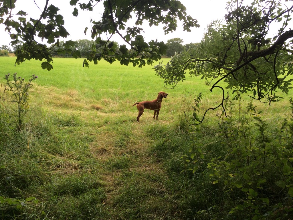 Hungarian Vizsla hunting flushing a pheasant and on point
