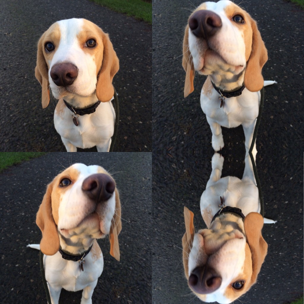 Residential Dog Training with Busta the Beagle | Blog