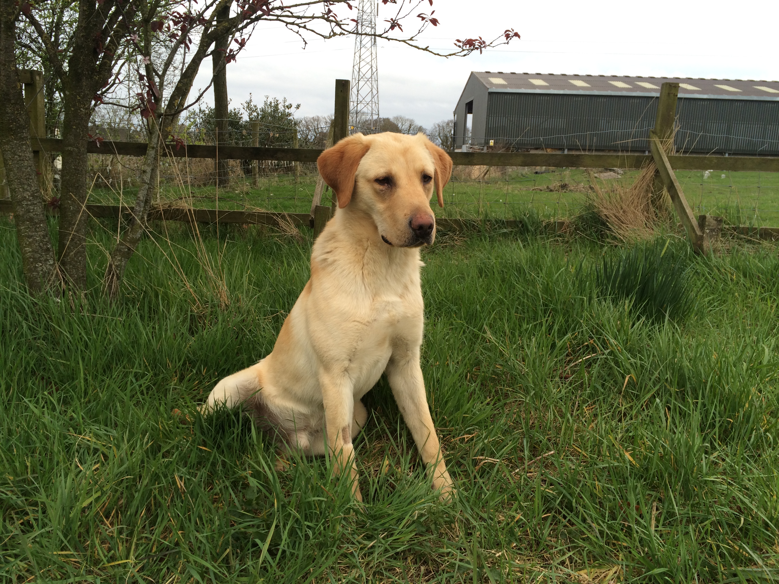 the working labrador