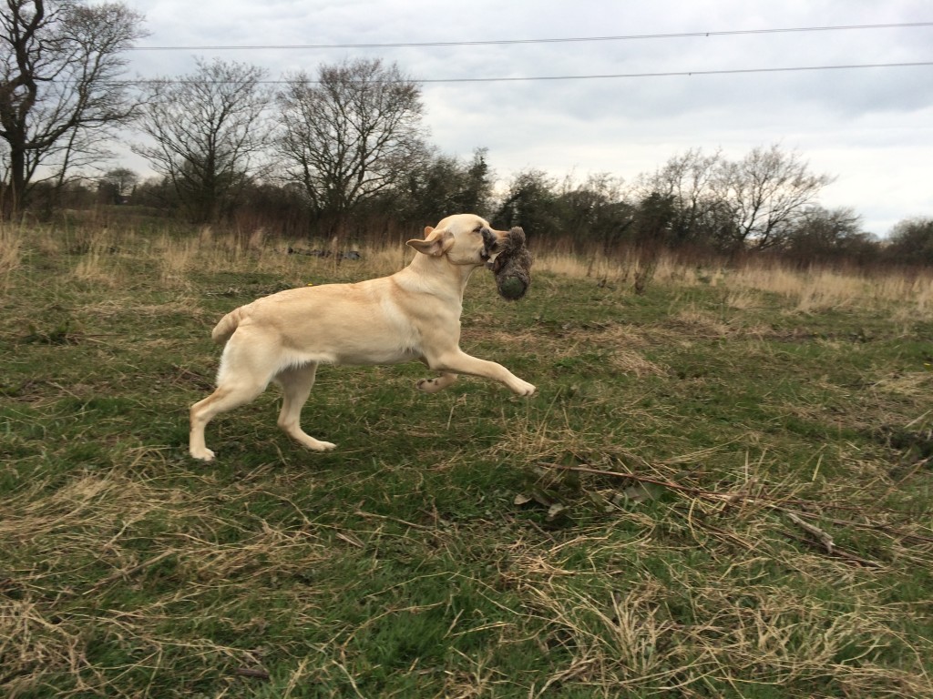 tessleymoor gunodgs with belle the labrador retrieving 