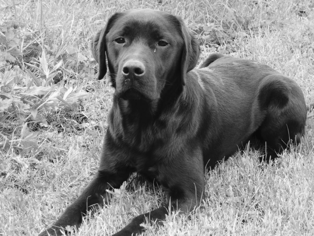 Residential dog training Labrador retriever 