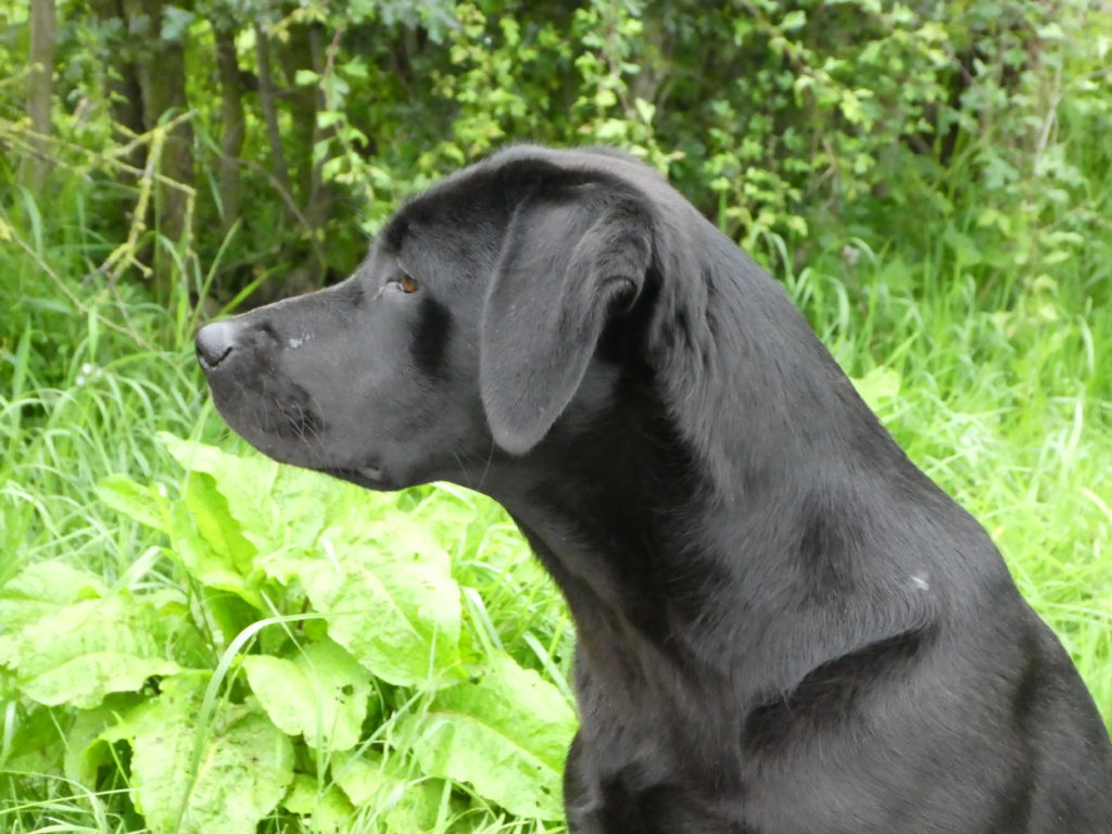Gundog training a Labrador retriever 