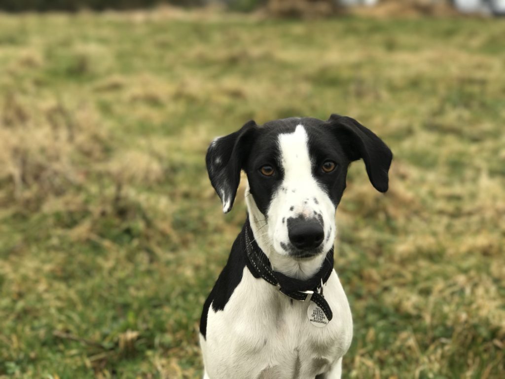 Spaniel x store