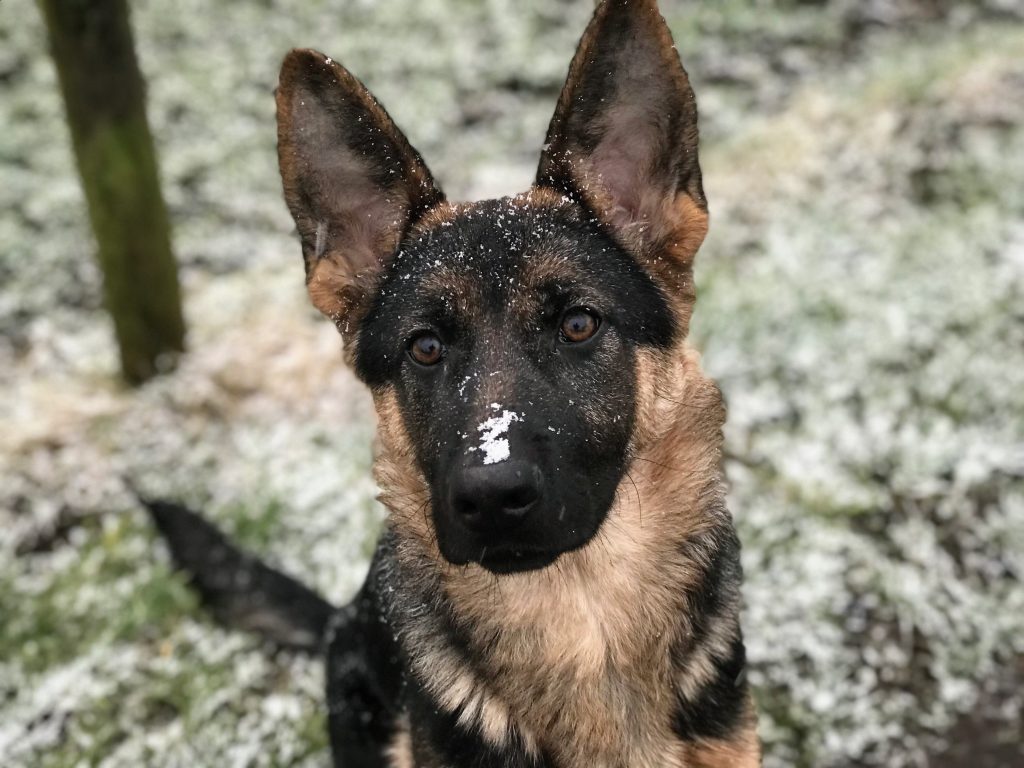 Training an best sale older german shepherd