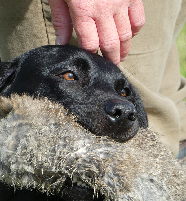 Working gundog training sessions