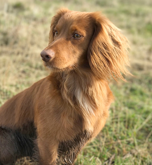 Residential training ofr dogs and gundogs