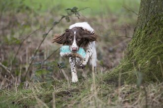 1 2 1 Gun Dog Training