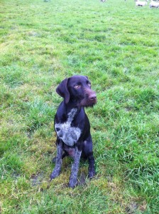 Gundog Training with Socks the 6 month old German Wire-Haired Pointer. -  BlogBlog