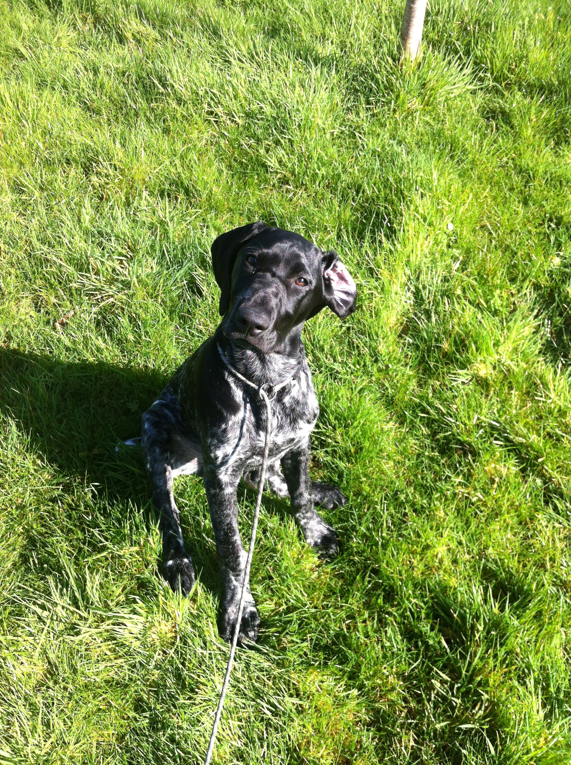 Gundog training Bumble the German Shorthaired Pointer and Lizzy the ...
