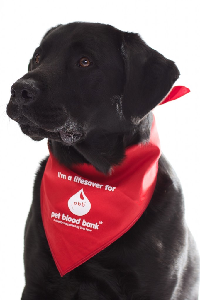 Pet Blood Bank - BlogBlog