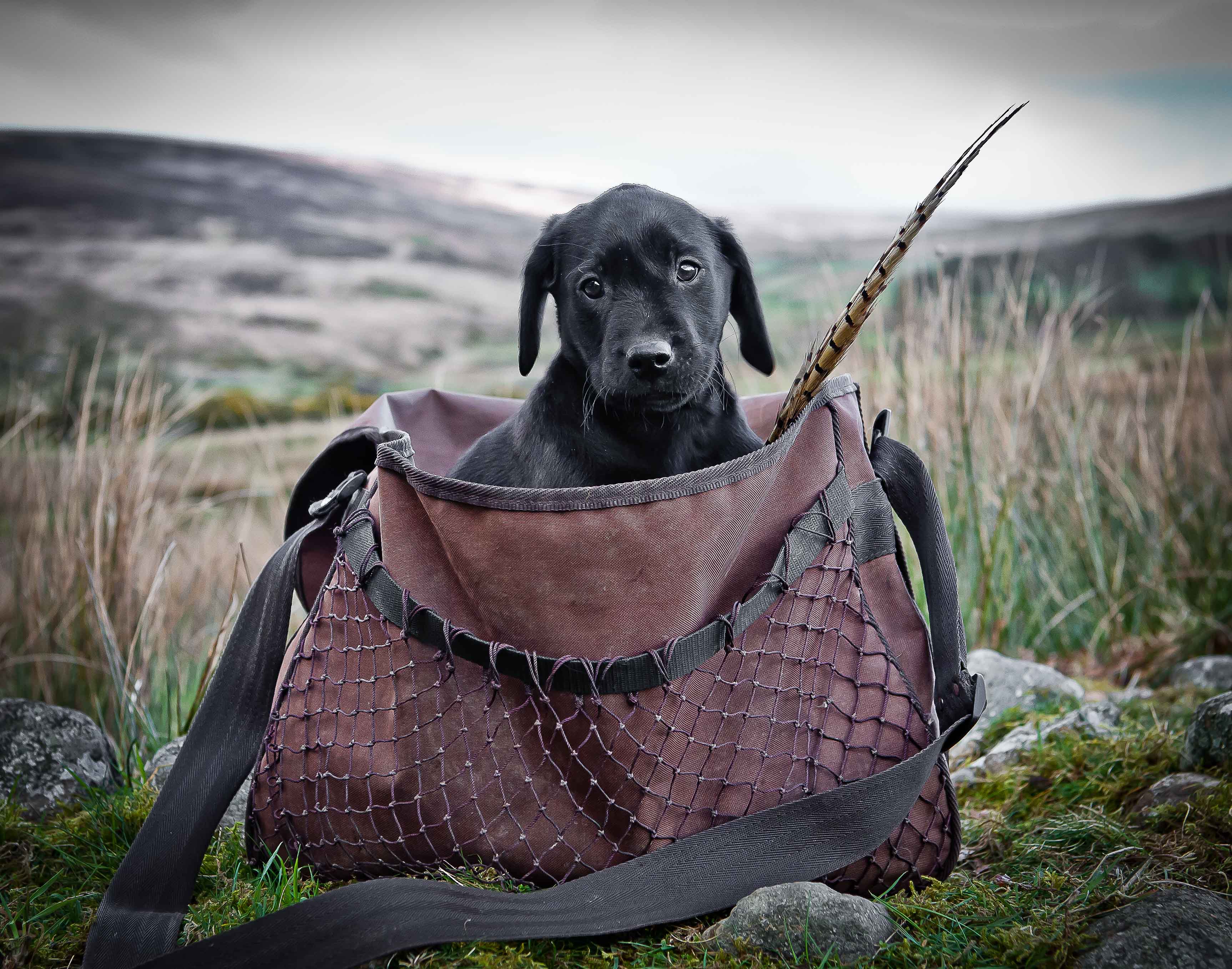 Labrador gun dog store training