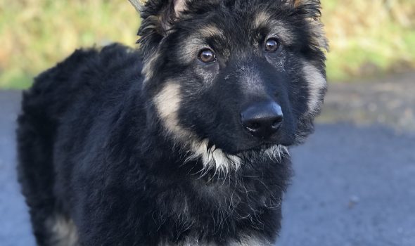 Black german best sale shepherd training