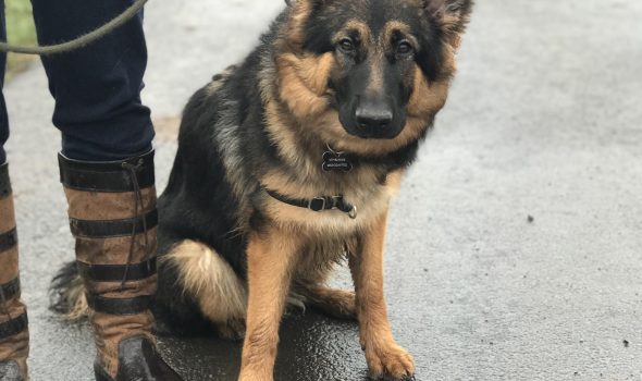 German shepherd leash outlet aggression