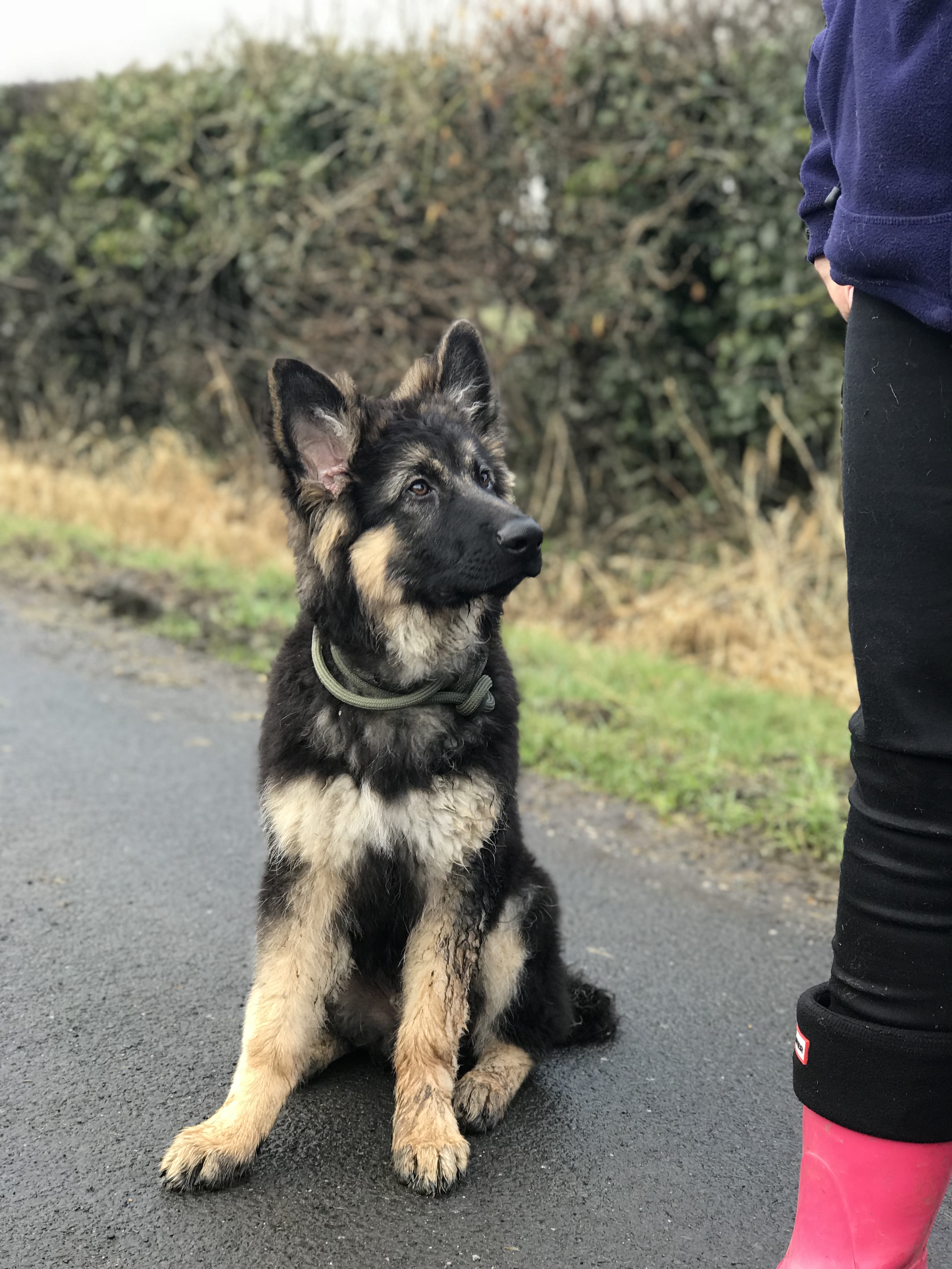 German shepherd sales 16 weeks