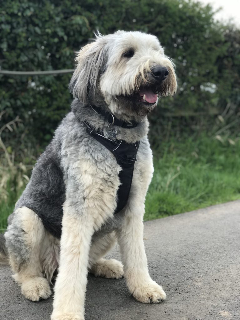 are romanian shepherds good dogs