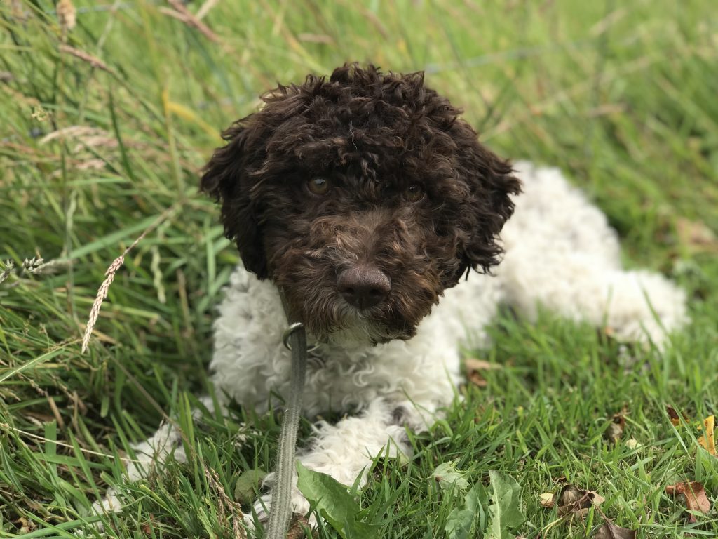 are lagotto romagnolo aggressive