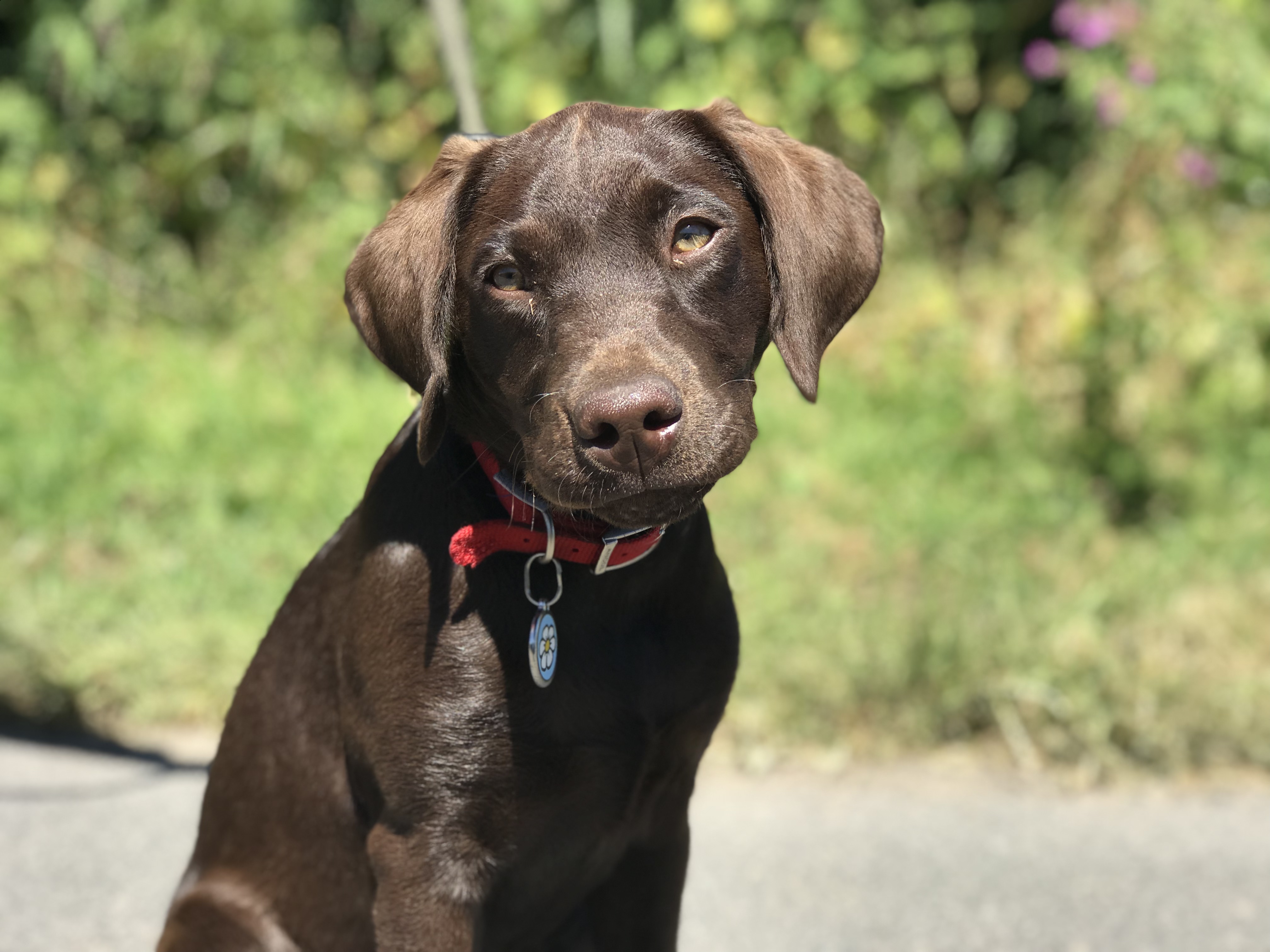 Chocolate store labrador training