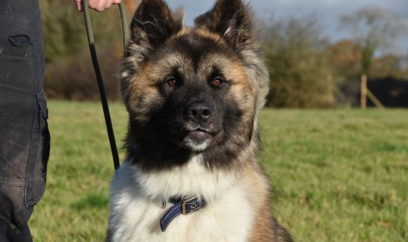 Training an best sale american akita