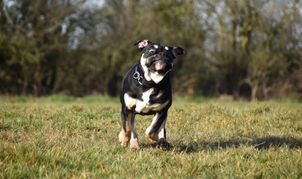 Training a best sale bulldog puppy