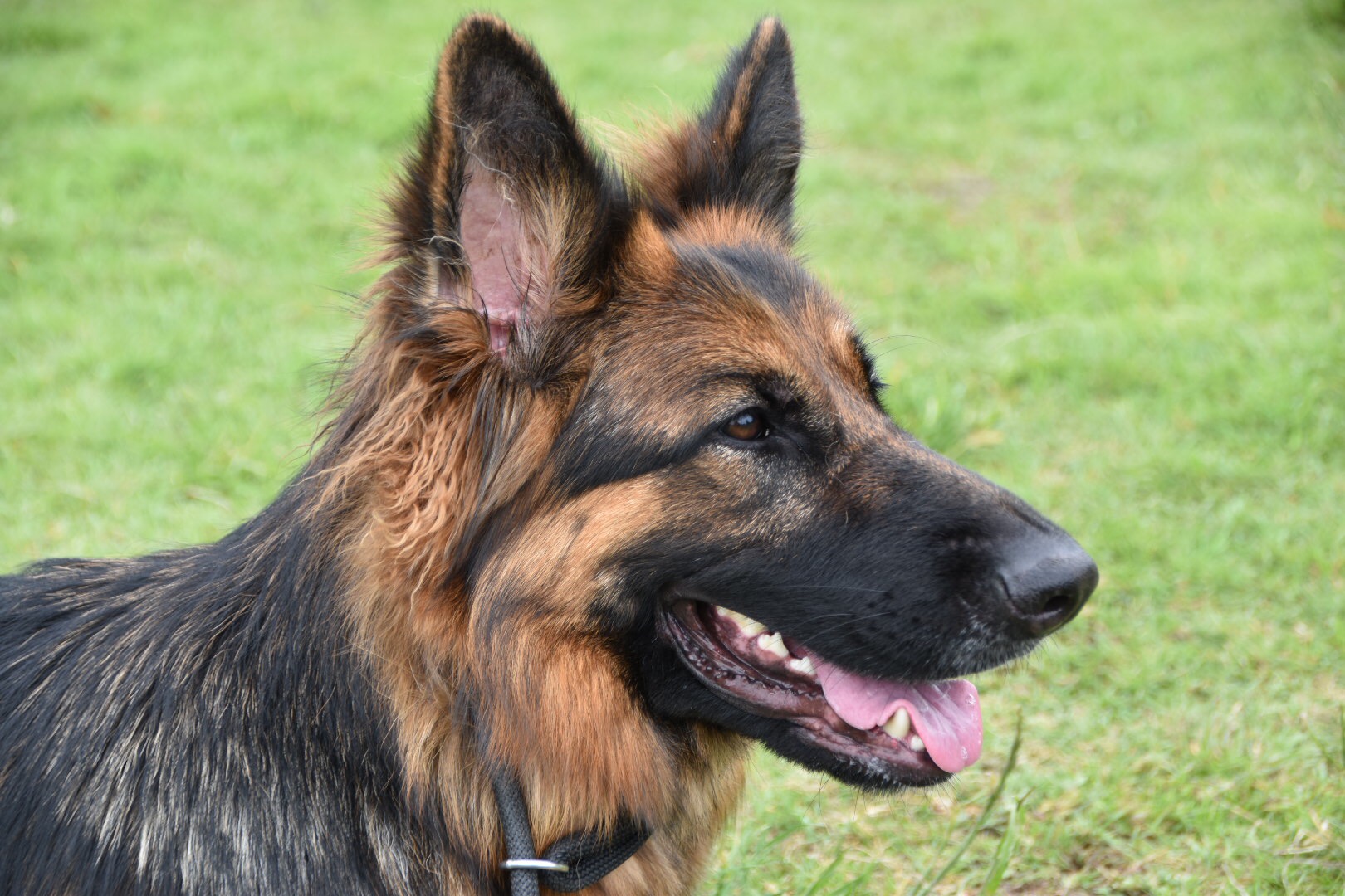 german-shepherd-anxiety-symptoms-petsidi