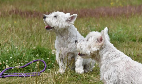 Highland best sale dog training