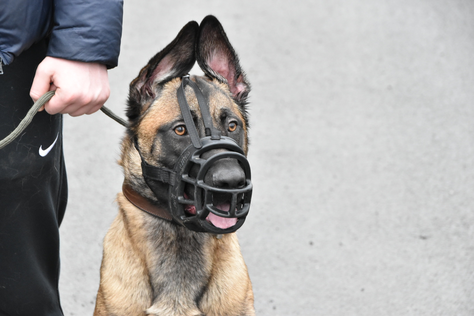 Belgian Malinois | Dog Aggression | Dog Training 4uBlog