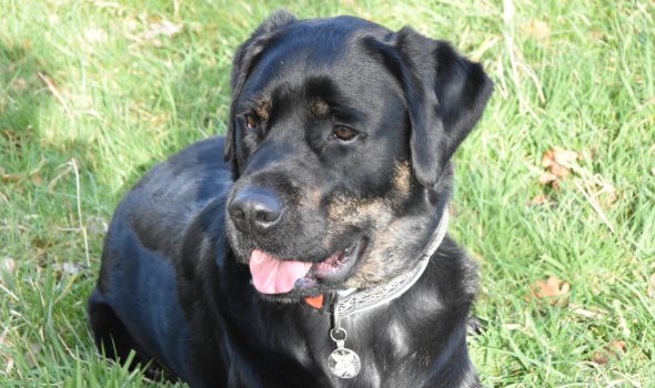 Rottweiler x clearance labrador puppies